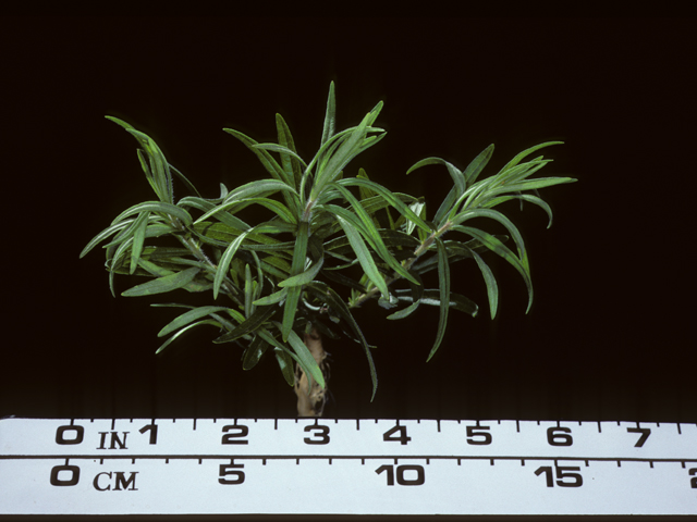 Asclepias tuberosa (Butterflyweed) #20172