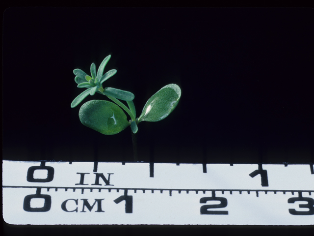 Linum lewisii (Wild blue flax) #20474