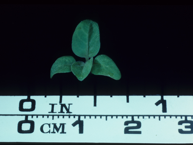 Linum lewisii (Wild blue flax) #20476