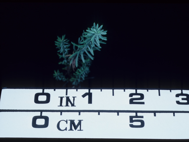 Linum lewisii (Wild blue flax) #20477