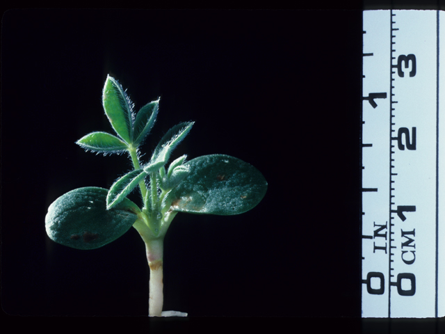 Lupinus texensis (Texas bluebonnet) #20486