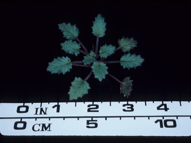 Phacelia campanularia (Desert bells) #20522