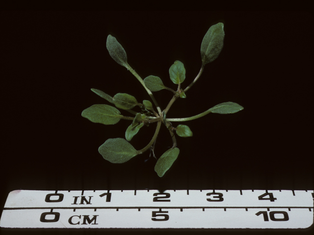 Abronia villosa (Desert sand verbena) #20309