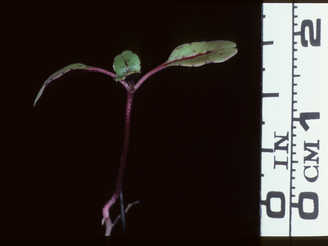 Clarkia concinna (Red ribbons) #20358