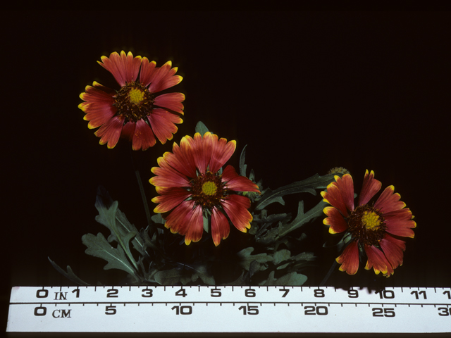 Gaillardia aristata (Common gaillardia) #20389