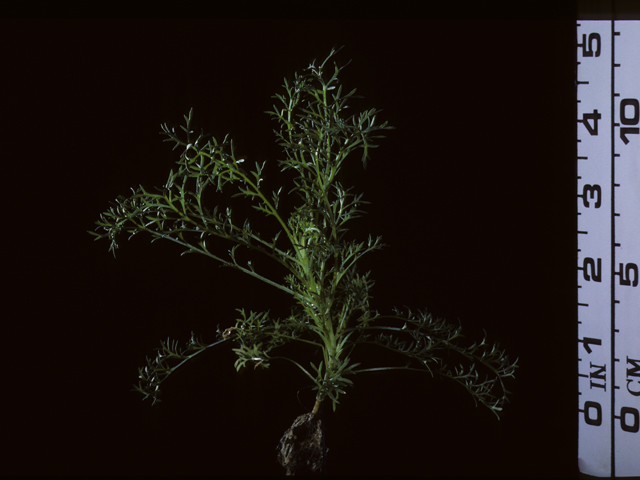 Gilia tricolor (Bird's-eye gilia) #20401