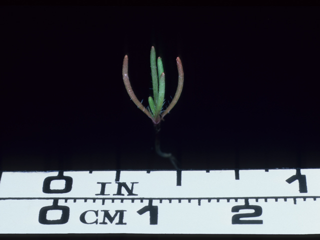 Lasthenia californica (California goldfields) #20565