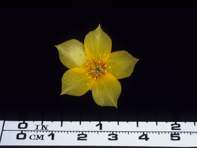 Mentzelia lindleyi (Lindley's blazingstar) #20614