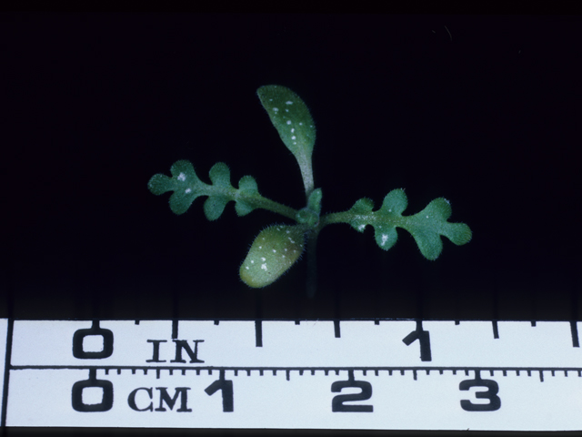 Nemophila menziesii (Baby blue eyes) #20621