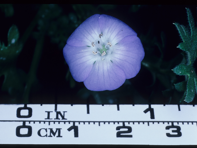 Nemophila menziesii (Baby blue eyes) #20622