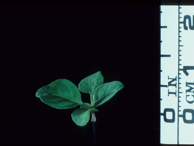 Oenothera grandiflora (Largeflower evening primrose) #20628