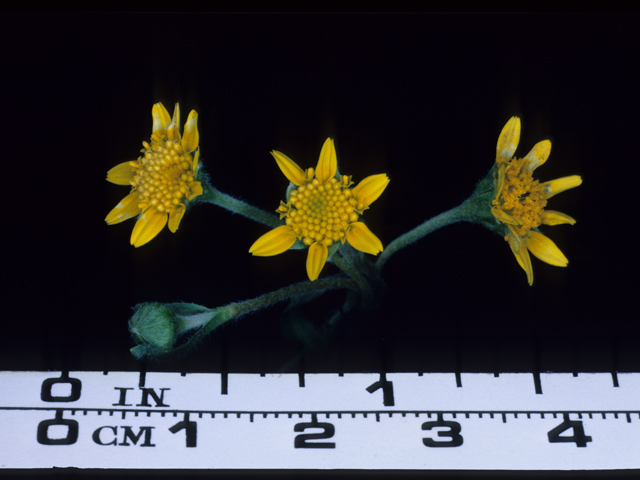 Lasthenia californica (California goldfields) #20654