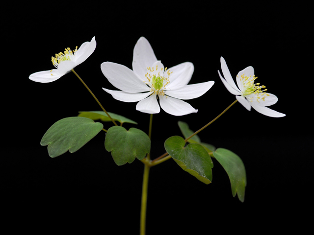 Thalictrum thalictroides (Rue anemone) #26191