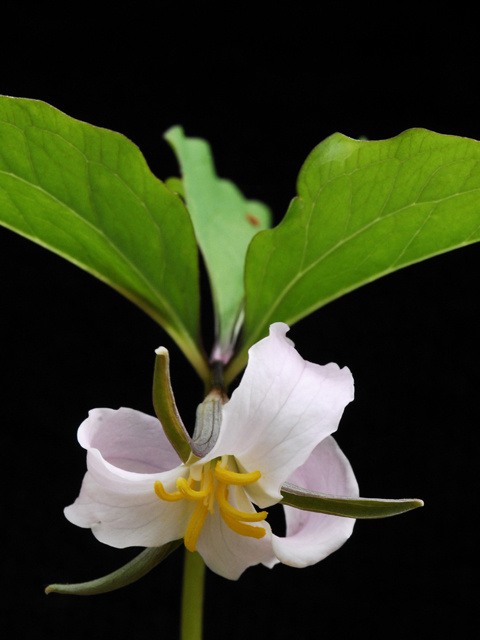 Trillium catesbaei (Bashful wakerobin) #26204