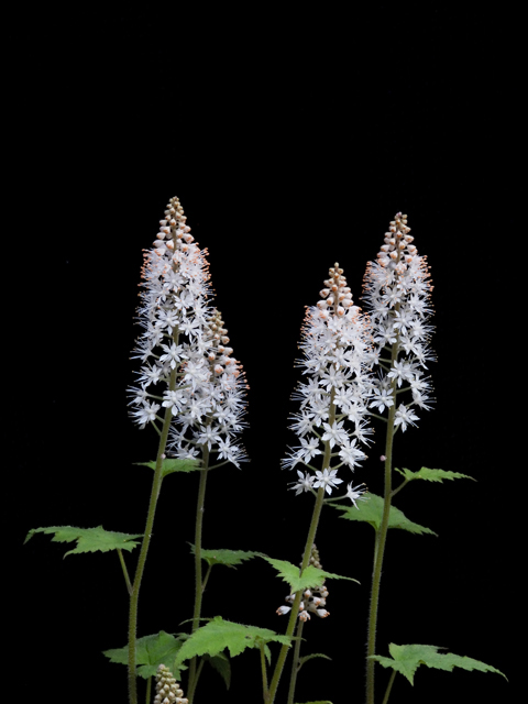 Tiarella cordifolia (Heartleaf foamflower) #26211