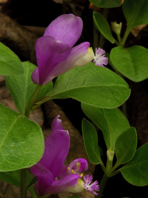 Polygala paucifolia (Gaywings) #26212