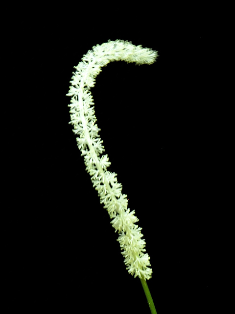 Chamaelirium luteum (Fairywand) #26223