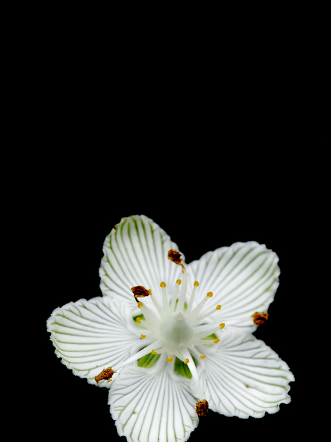 Parnassia glauca (Fen grass of parnassus) #26230