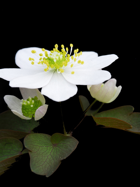 Thalictrum thalictroides (Rue anemone) #26235