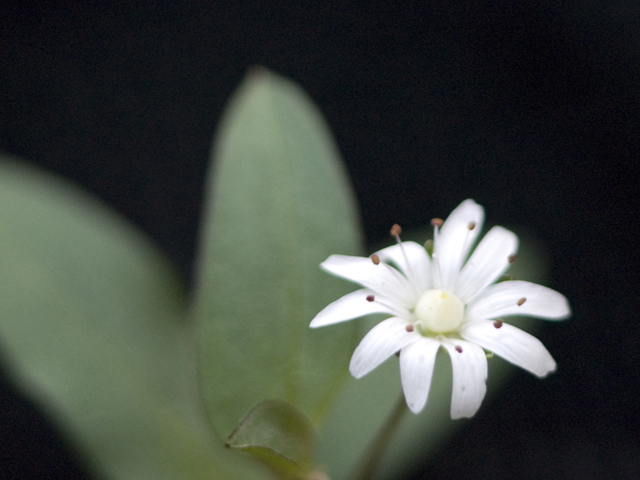 Stellaria pubera (Star chickweed) #26241