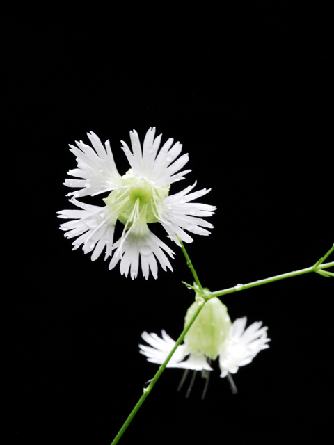 Silene stellata (Widow's frill) #26242