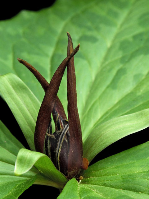 Trillium cuneatum (Little sweet betsy) #26243