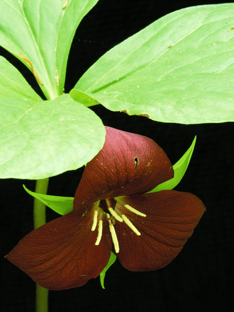 Trillium vaseyi (Sweet trillium) #26246