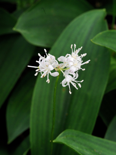 Clintonia umbellulata (White clintonia) #26249