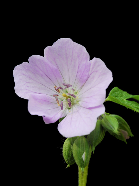 Geranium maculatum (Spotted geranium) #26254