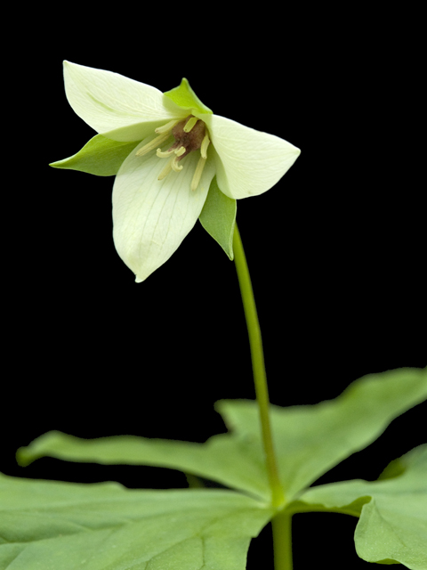 Trillium flexipes (Nodding wakerobin) #26861