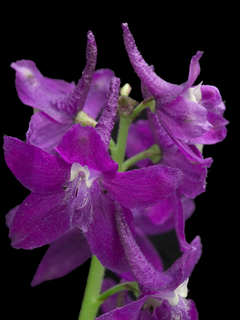 Delphinium tricorne (Dwarf larkspur) #26864