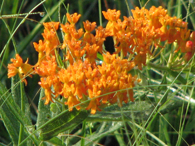 Asclepias tuberosa (Butterflyweed) #26385