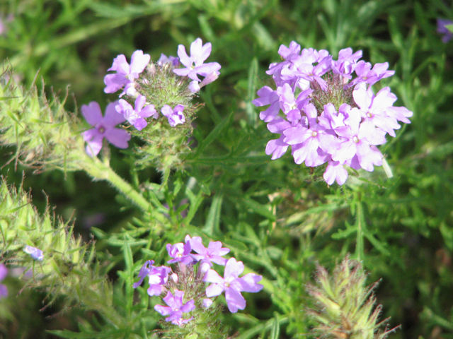 Glandularia bipinnatifida var. bipinnatifida (Prairie verbena) #26397