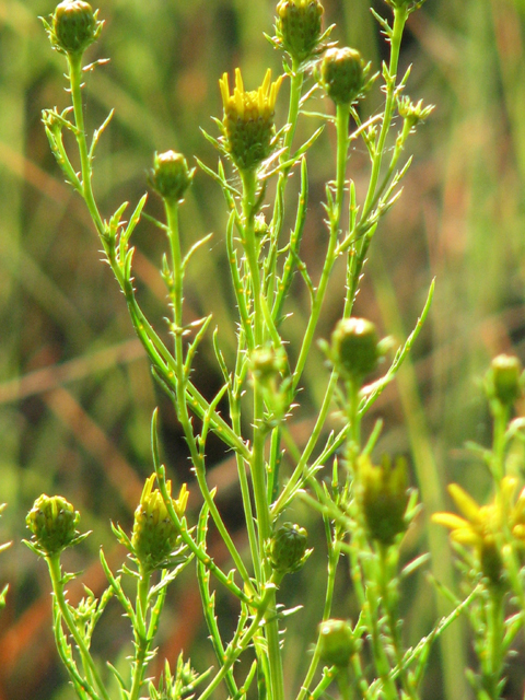 Dysodiopsis tagetoides (False dogfennel) #26412