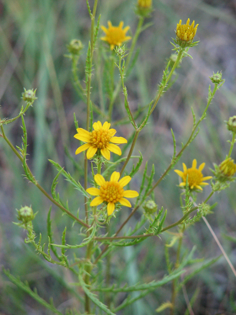 Dysodiopsis tagetoides (False dogfennel) #26414