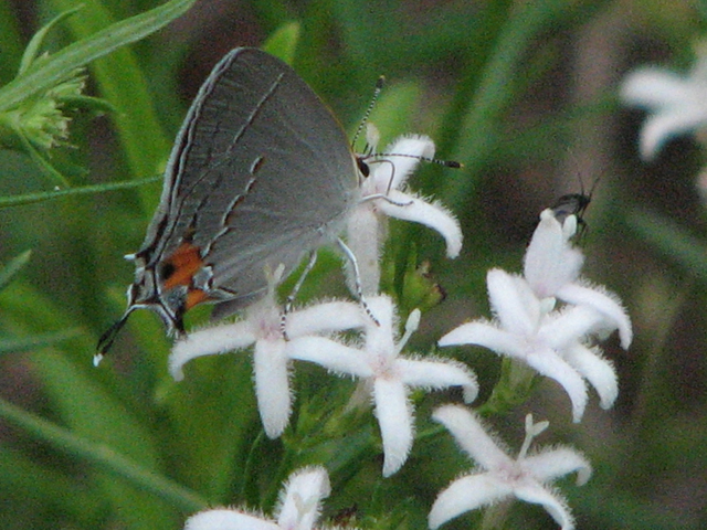 Stenaria nigricans var. nigricans (Diamondflowers) #26420