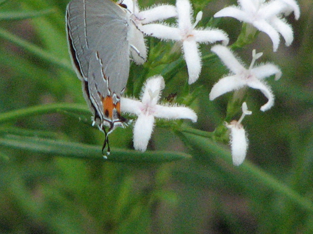 Stenaria nigricans var. nigricans (Diamondflowers) #26422