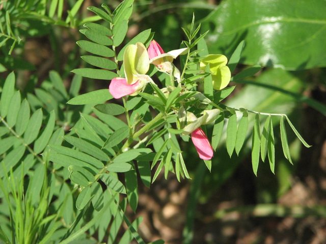 Tephrosia virginiana (Goat's rue) #26432