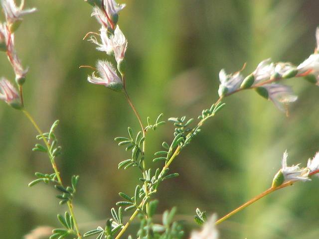 Dalea enneandra (Nine-anther prairie clover) #26456