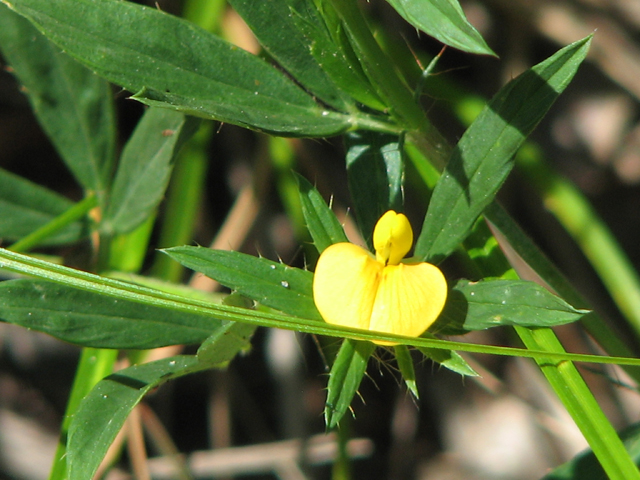 Stylosanthes biflora (Sidebeak pencilflower) #26460