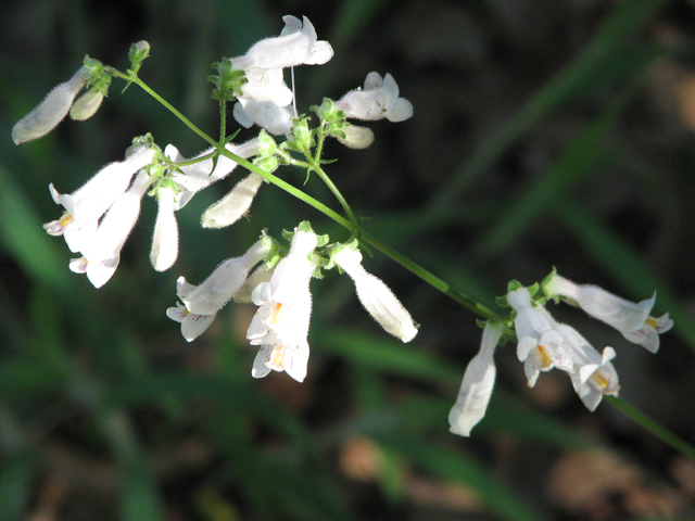 Penstemon laxiflorus (Nodding penstemon) #26462