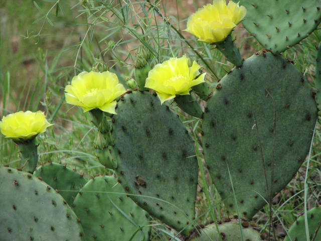 Opuntia humifusa (Low prickly pear) #26466