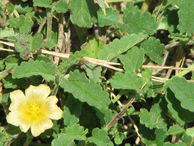 Sida abutifolia (Spreading fanpetals) #26483