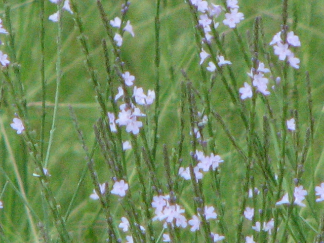 Verbena halei (Texas vervain) #26503