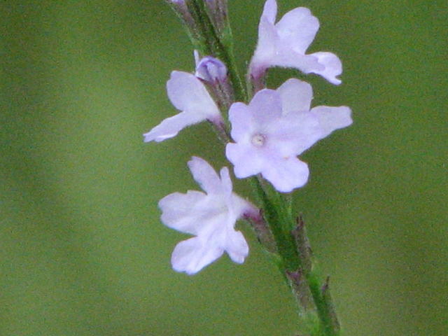 Verbena halei (Texas vervain) #26504