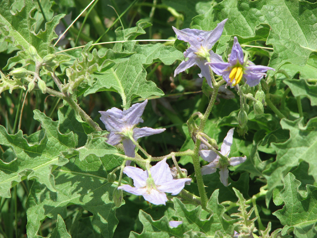 Solanum dimidiatum (Western horsenettle) #26520