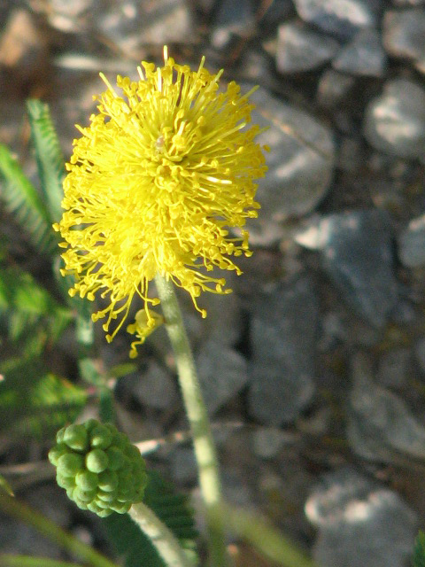 Neptunia lutea (Yellow sensitive briar) #26547