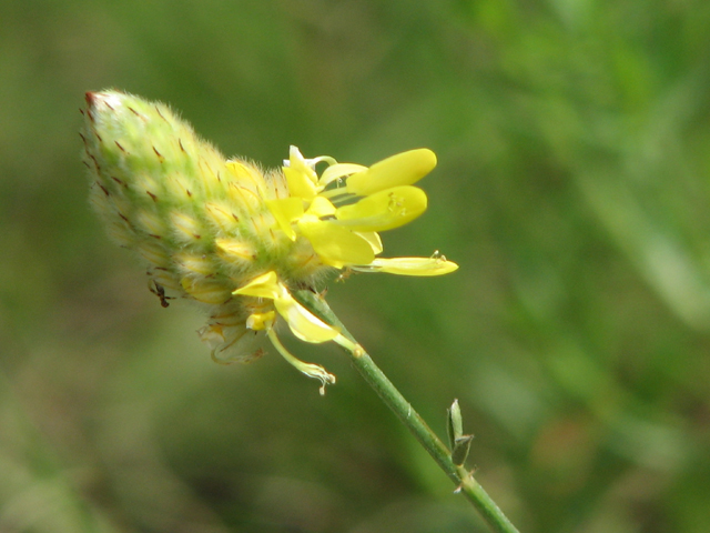 Dalea aurea (Golden dalea) #26581