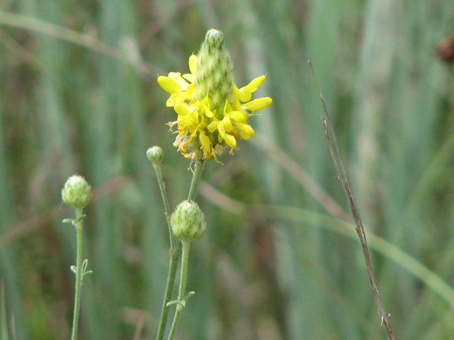 Dalea aurea (Golden dalea) #26585