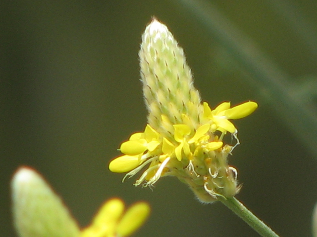 Dalea aurea (Golden dalea) #26587